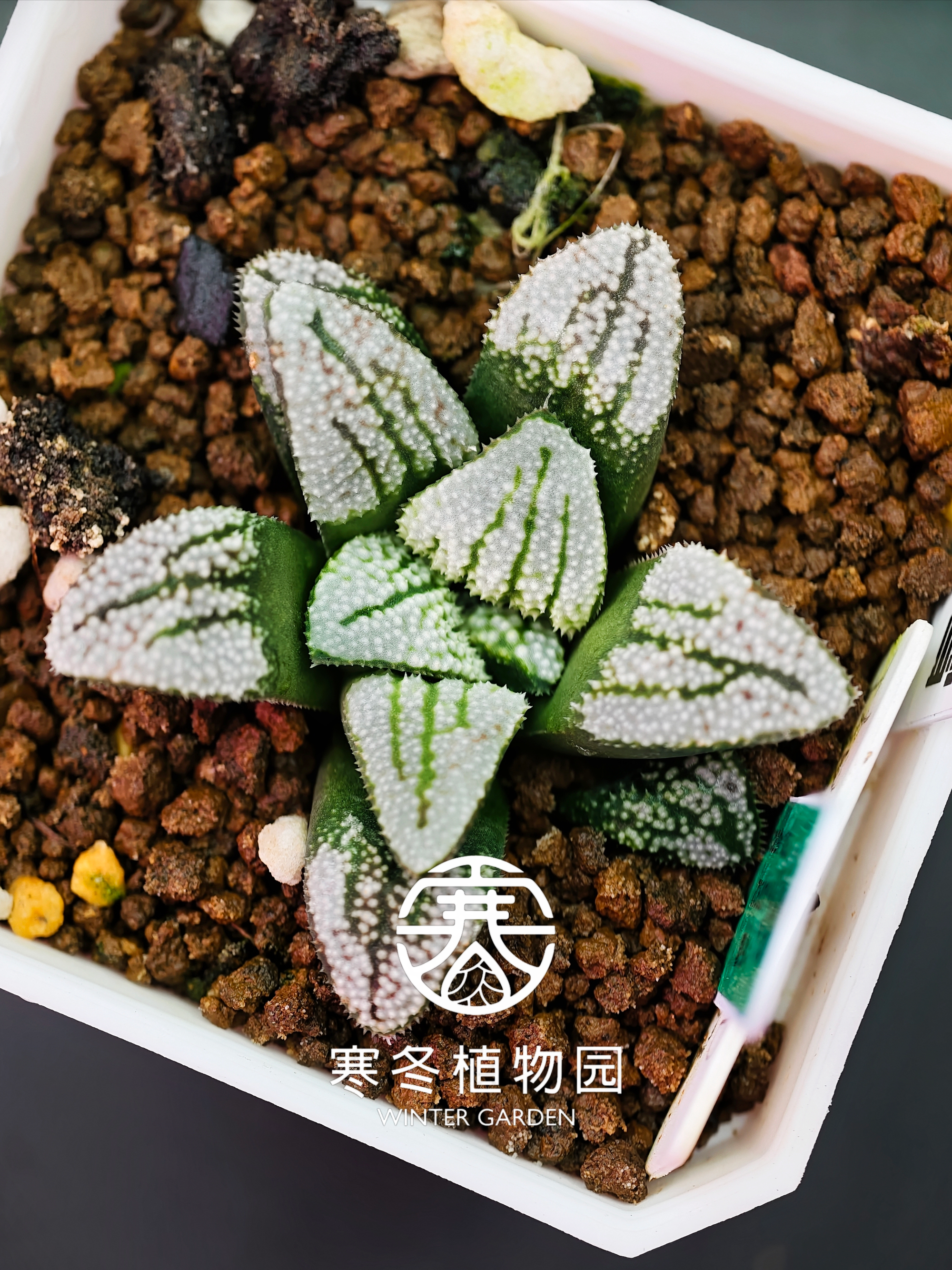 寒冬植物园｜Winter Garden