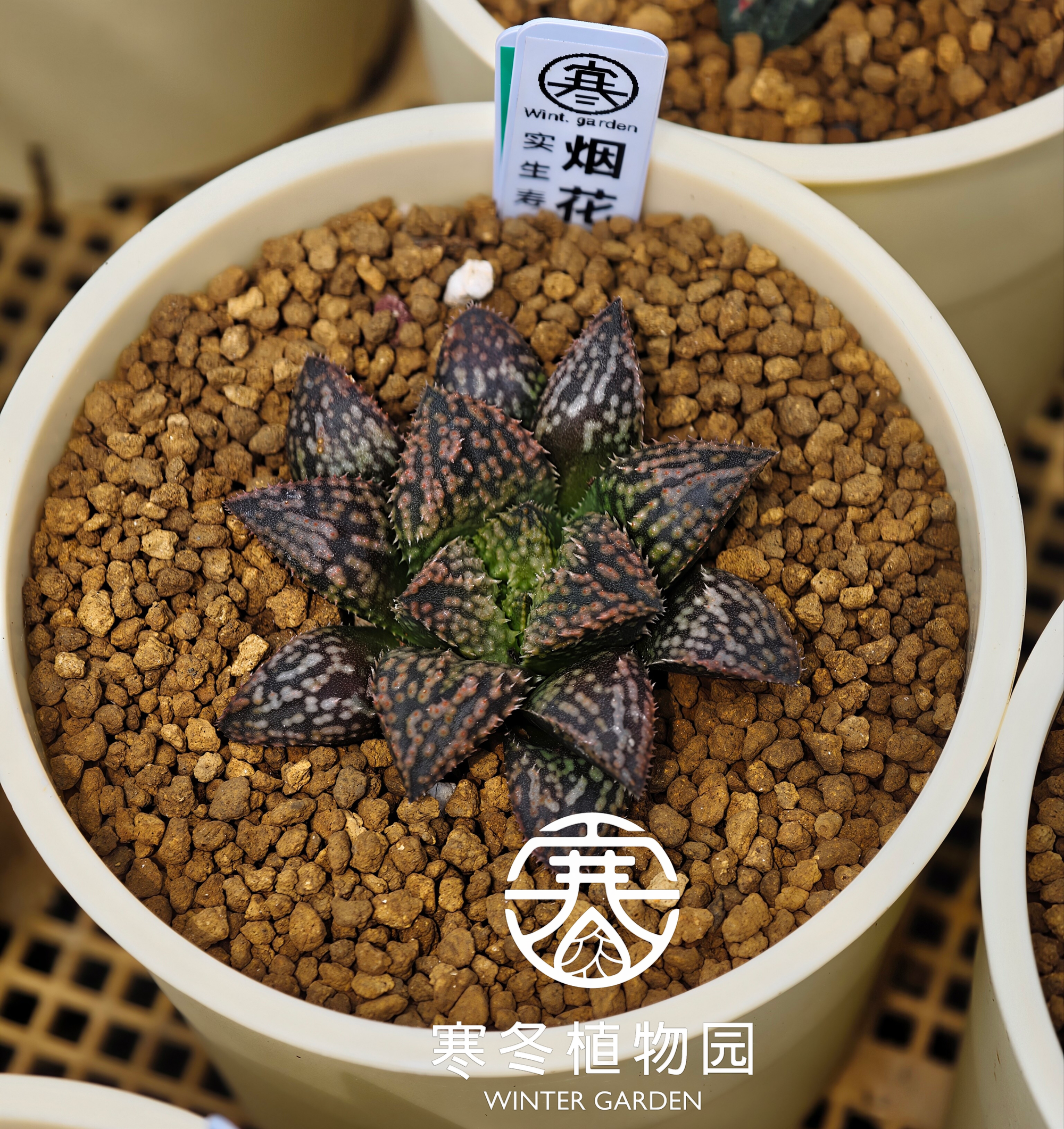 烟花