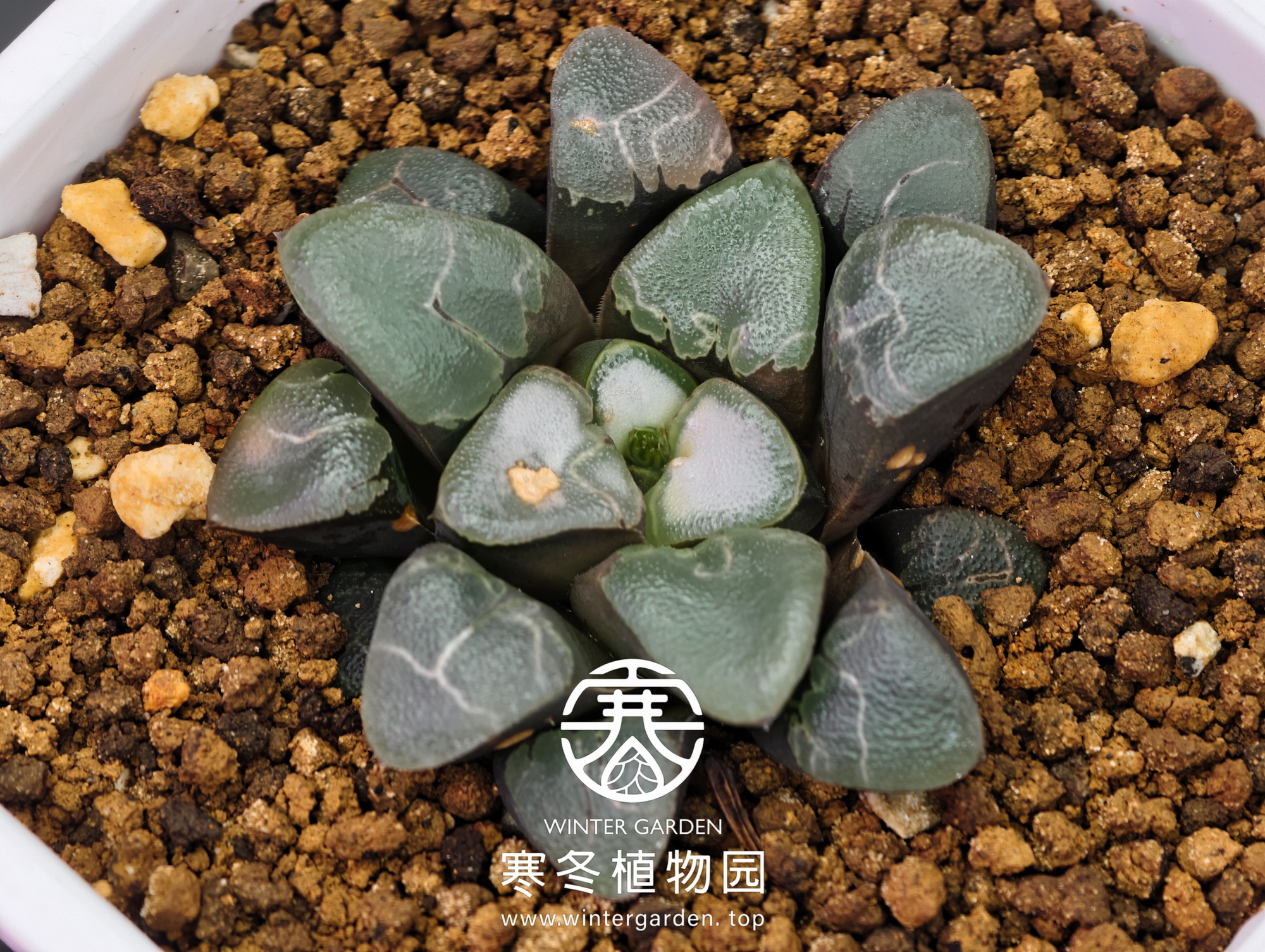 寒冬植物园实生云窗克