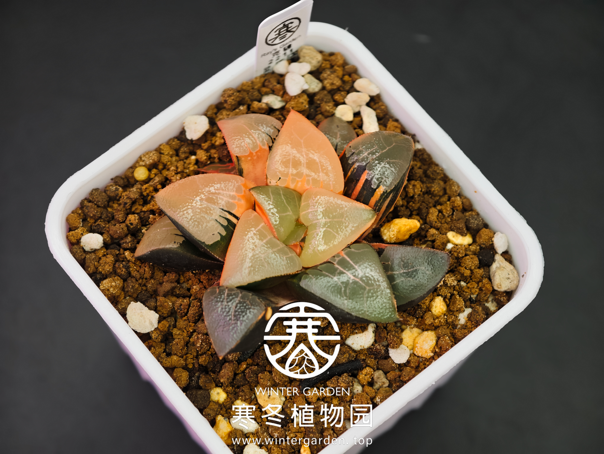 寒冬植物园实生克锦