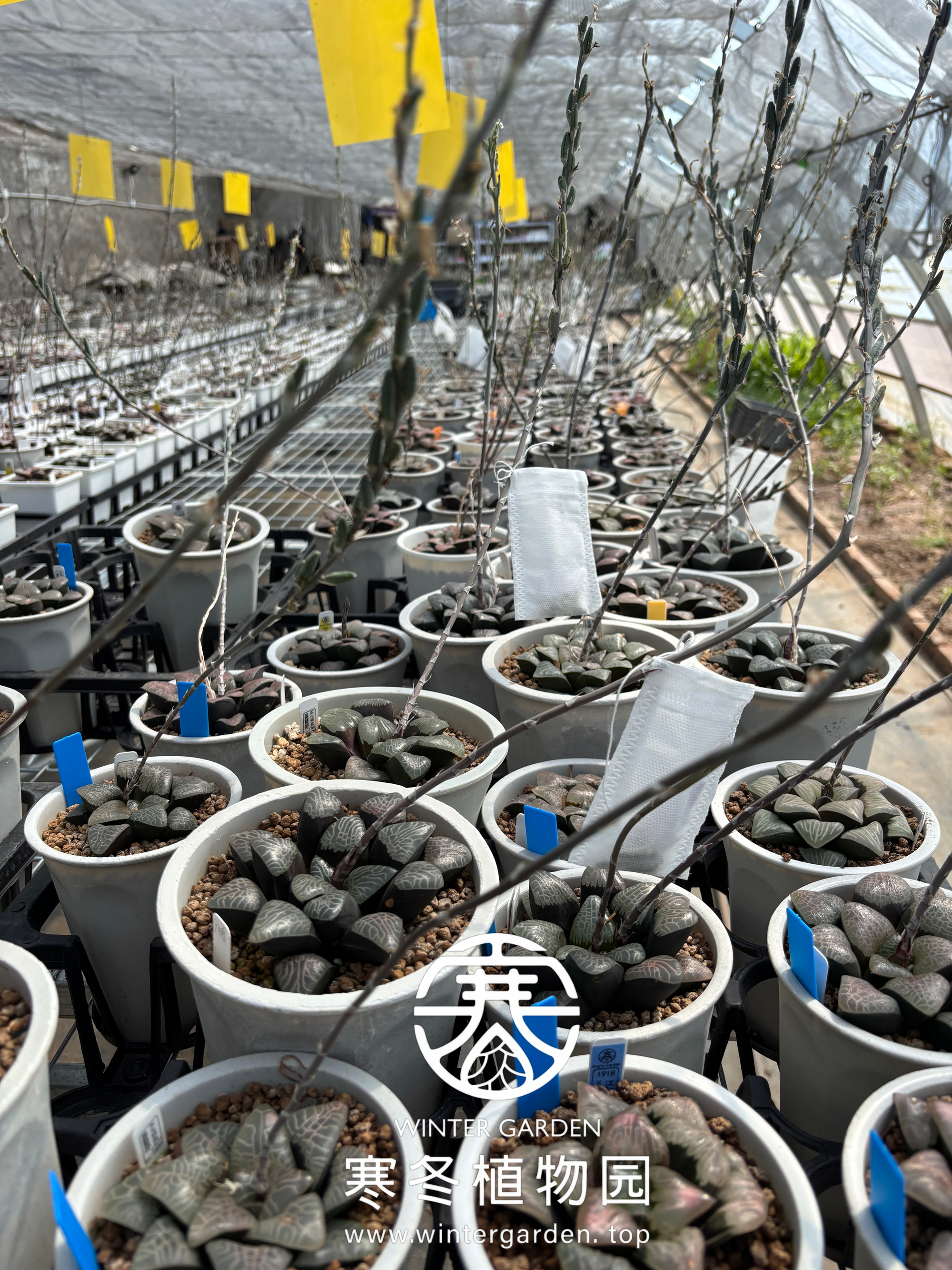 欢迎步入寒冬植物园