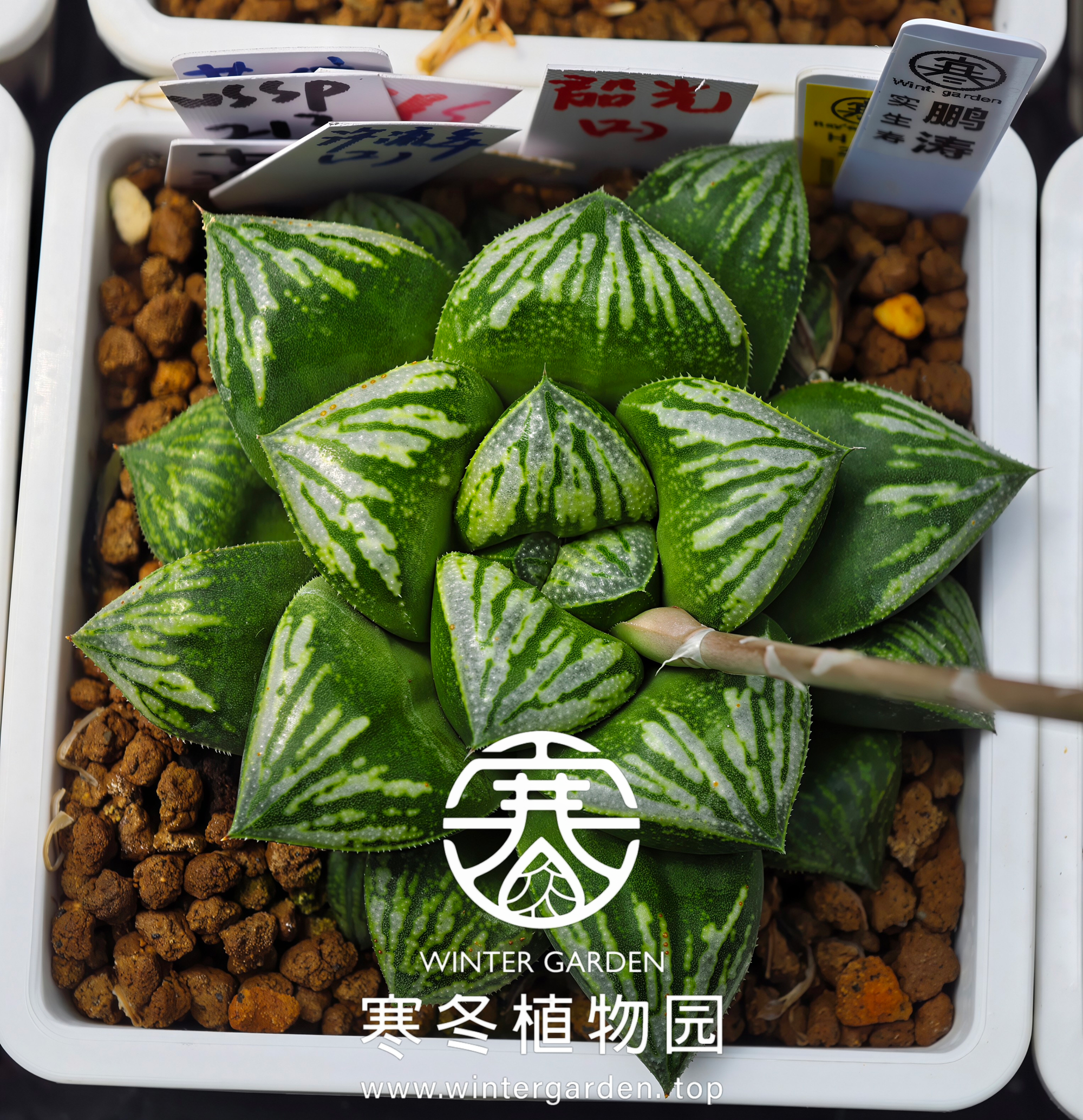 WG-鹏涛