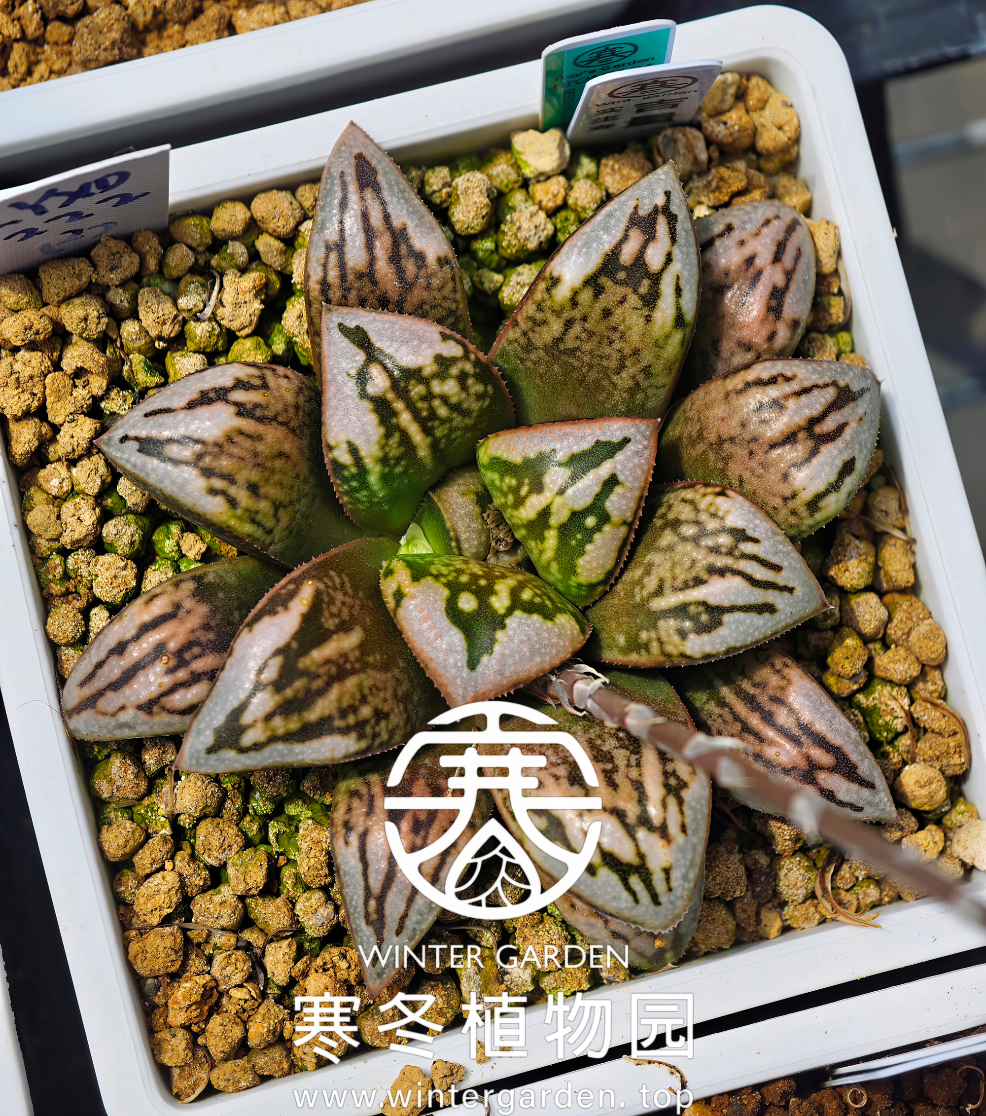 WG-吉量
