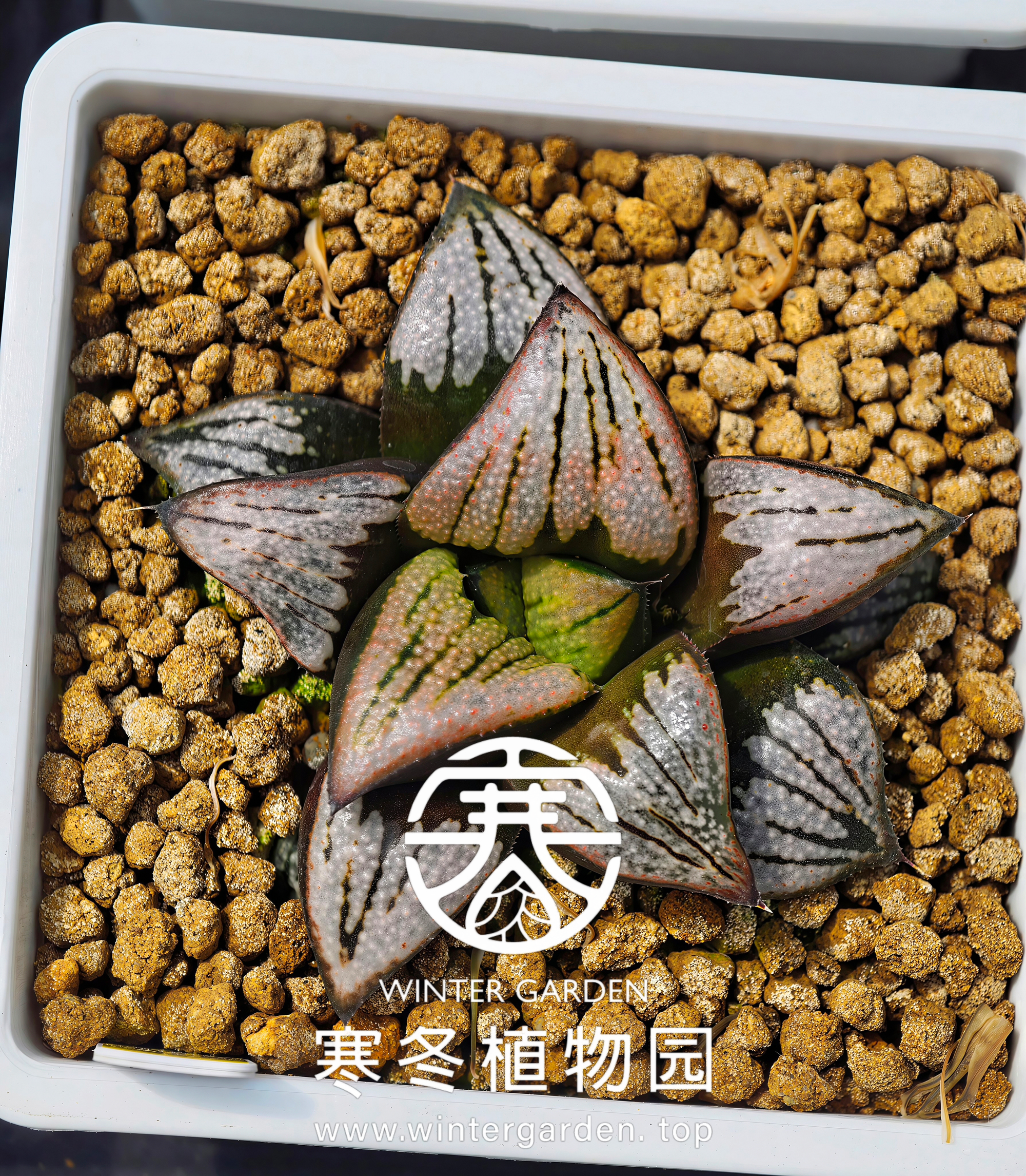 WG-蟹221