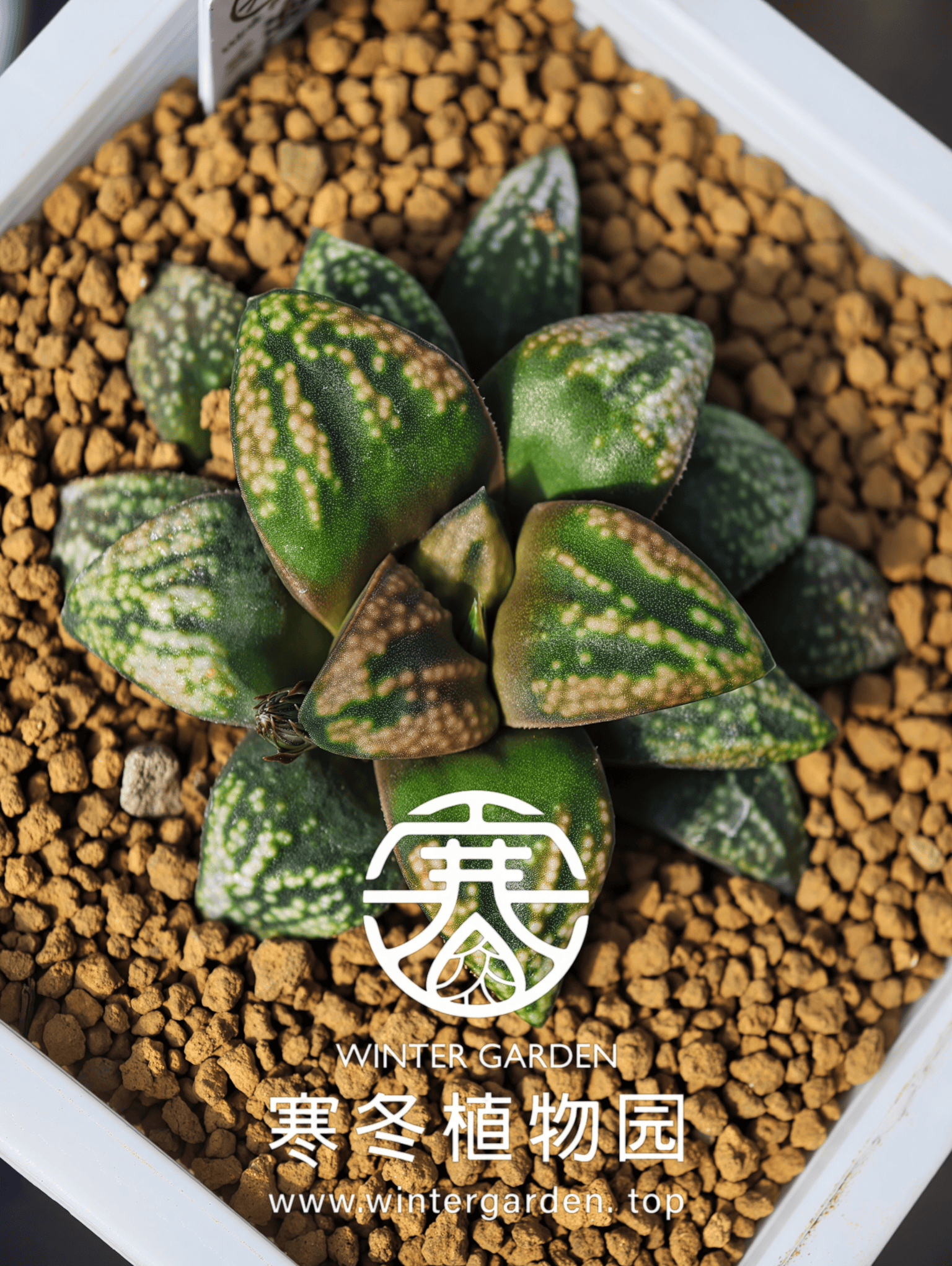 寒冬植物园｜Winter Garden