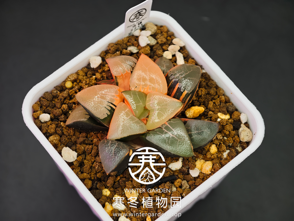 寒冬植物园实生克锦
