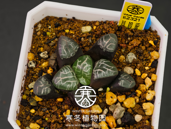 寒冬植物园2023年实生克即将发售