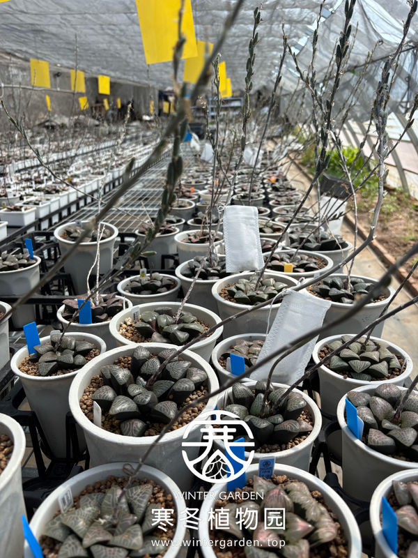 欢迎步入寒冬植物园