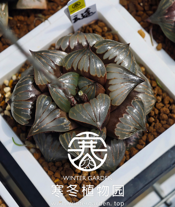 WG-荔枝