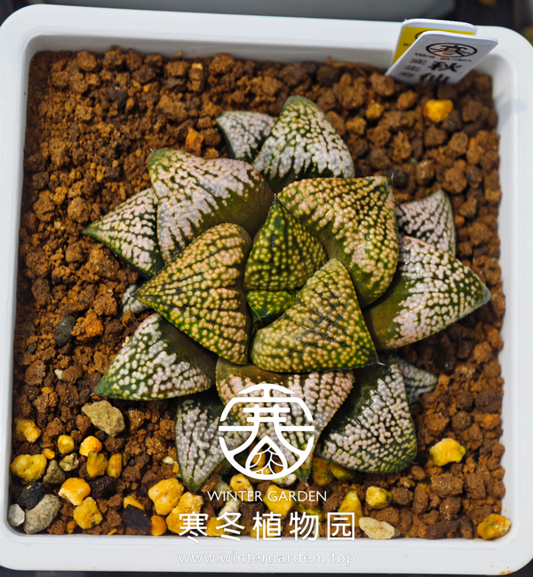 WG-秋仙