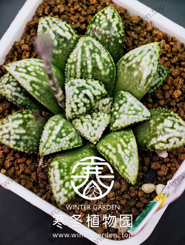 WG-梦鱼
