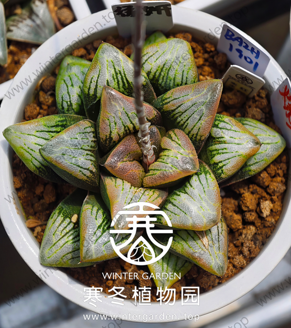 WG-红杉