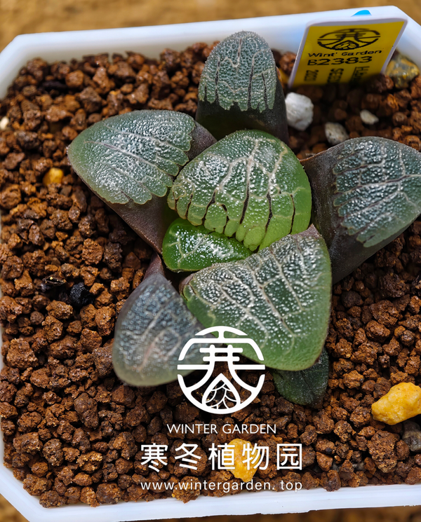 寒冬植物园2023年实生克即将发售
