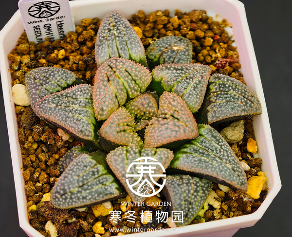 寒冬植物园|高代融合实生寿