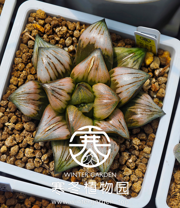 WG-流火